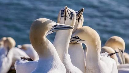 球队内务协调能力是否被高压比赛磨合得以夯实